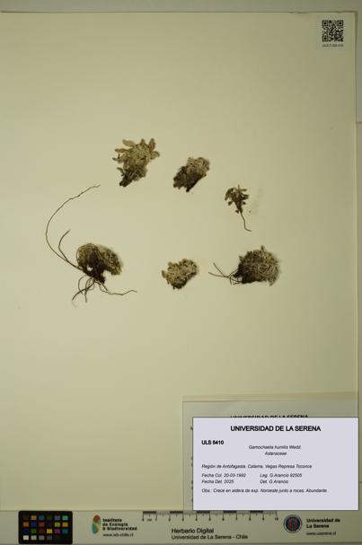 Gamochaeta humilis [Espécimen: ULS:ULS:0005410]