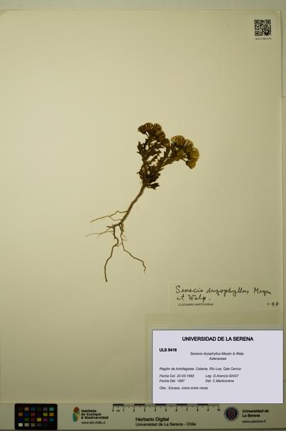 Senecio dryophyllus [Espécimen: ULS:ULS:0005416]