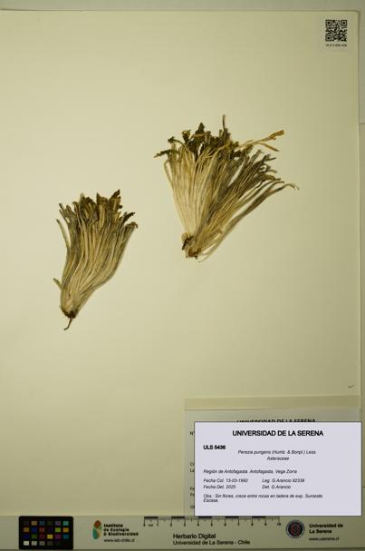 Perezia pungens [Espécimen: ULS:ULS:0005436]