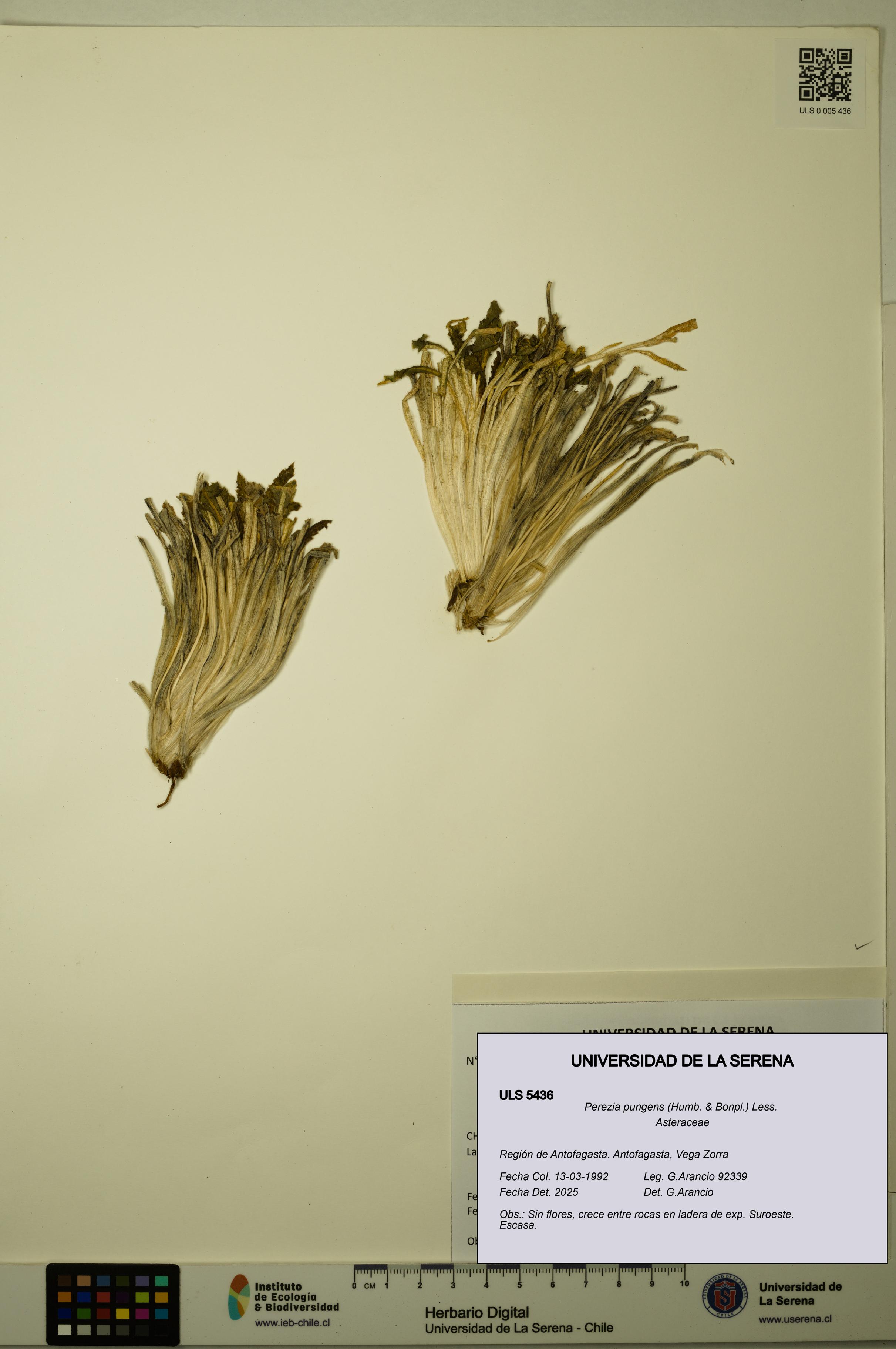 Perezia pungens [Espécimen: ULS:ULS:0005436]