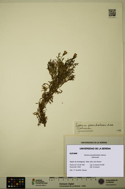 Senecio pseudalmeidae [Espécimen: ULS:ULS:0005440]