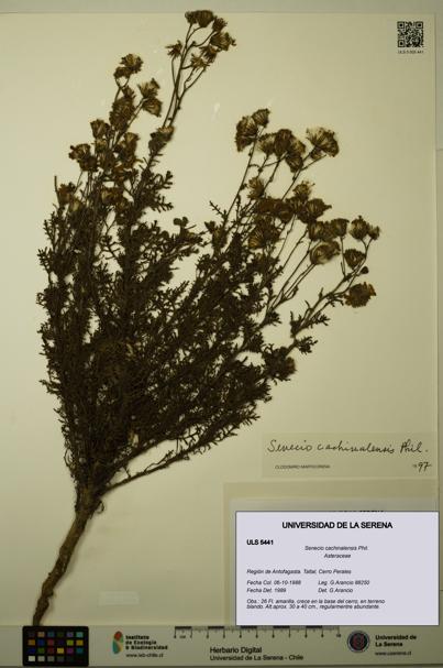 Senecio cachinalensis [Espécimen: ULS:ULS:0005441]