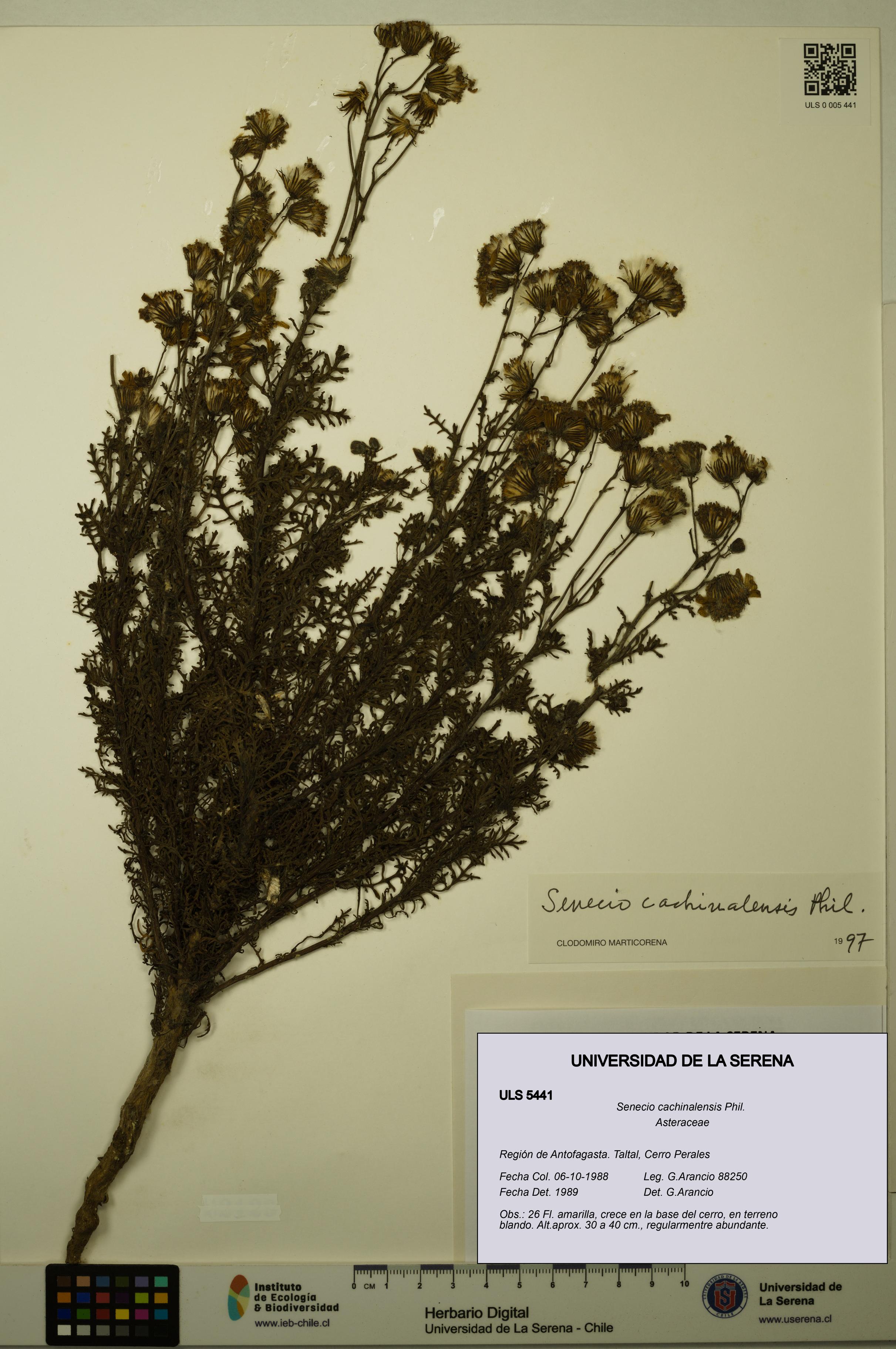 Senecio cachinalensis [Espécimen: ULS:ULS:0005441]