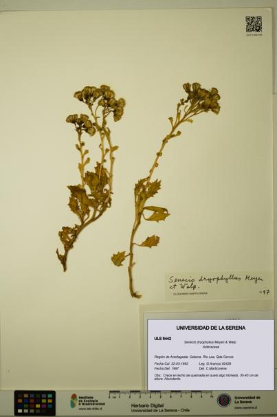 Senecio dryophyllus [Espécimen: ULS:ULS:0005442]