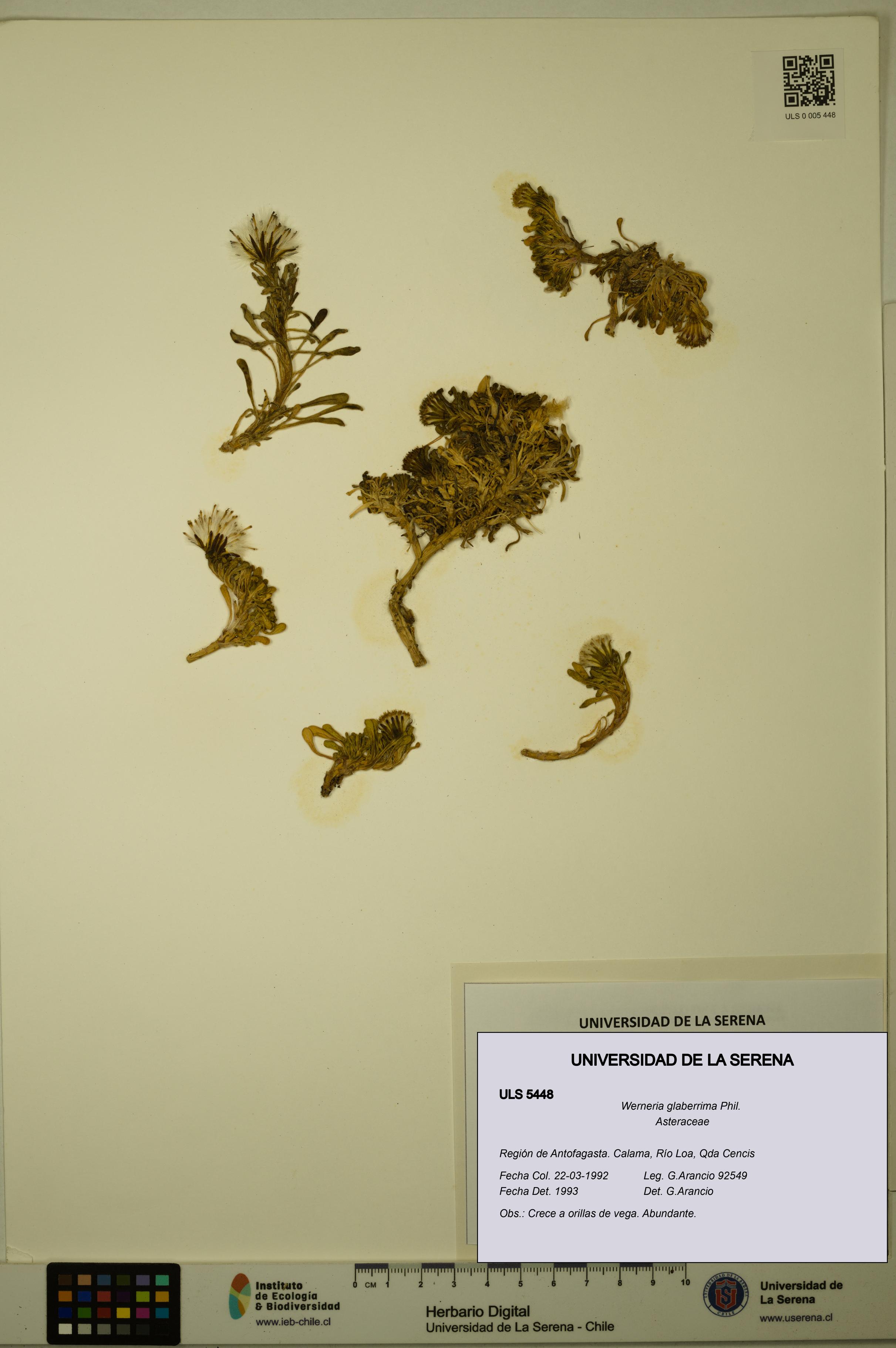 Werneria glaberrima [Espécimen: ULS:ULS:0005448]