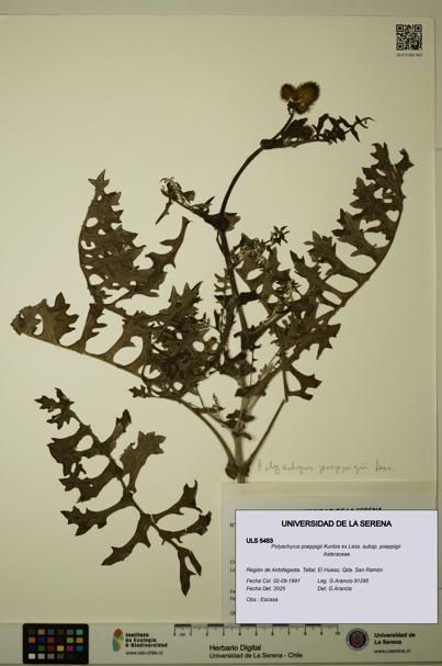 Polyachyrus poeppigii [Espécimen: ULS:ULS:0005453]