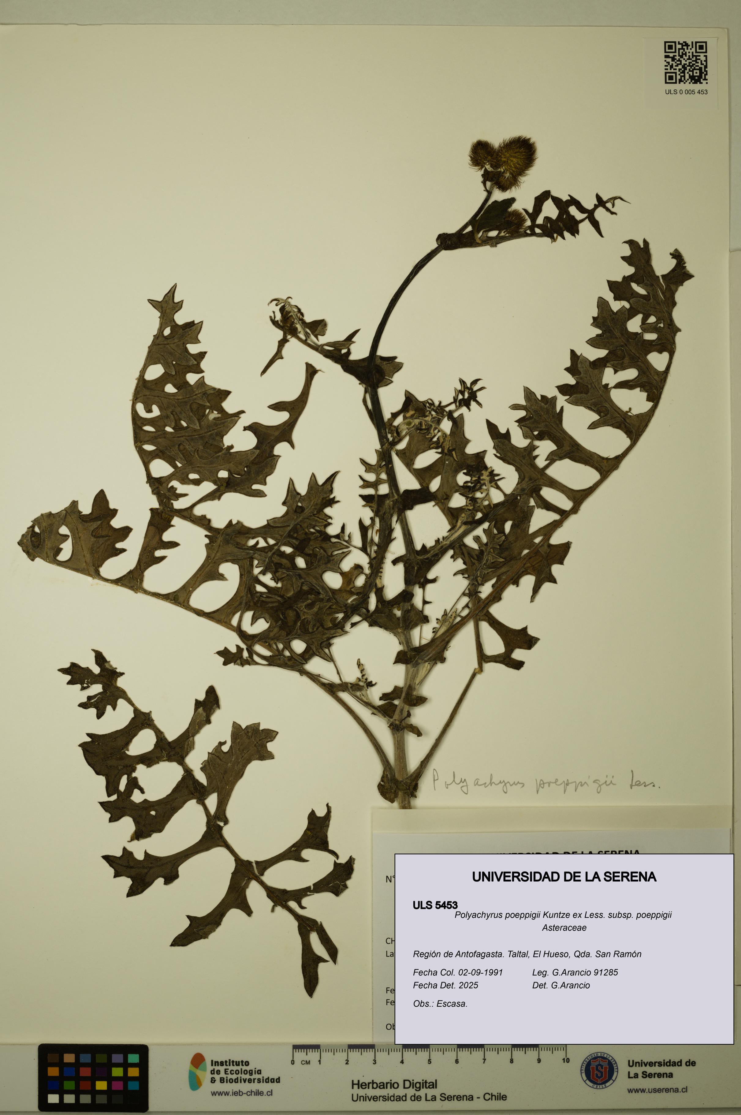 Polyachyrus poeppigii [Espécimen: ULS:ULS:0005453]