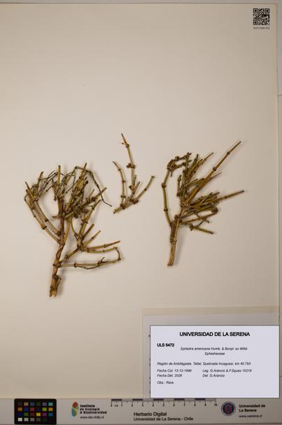 Ephedra americana [Espécimen: ULS:ULS:0005472]