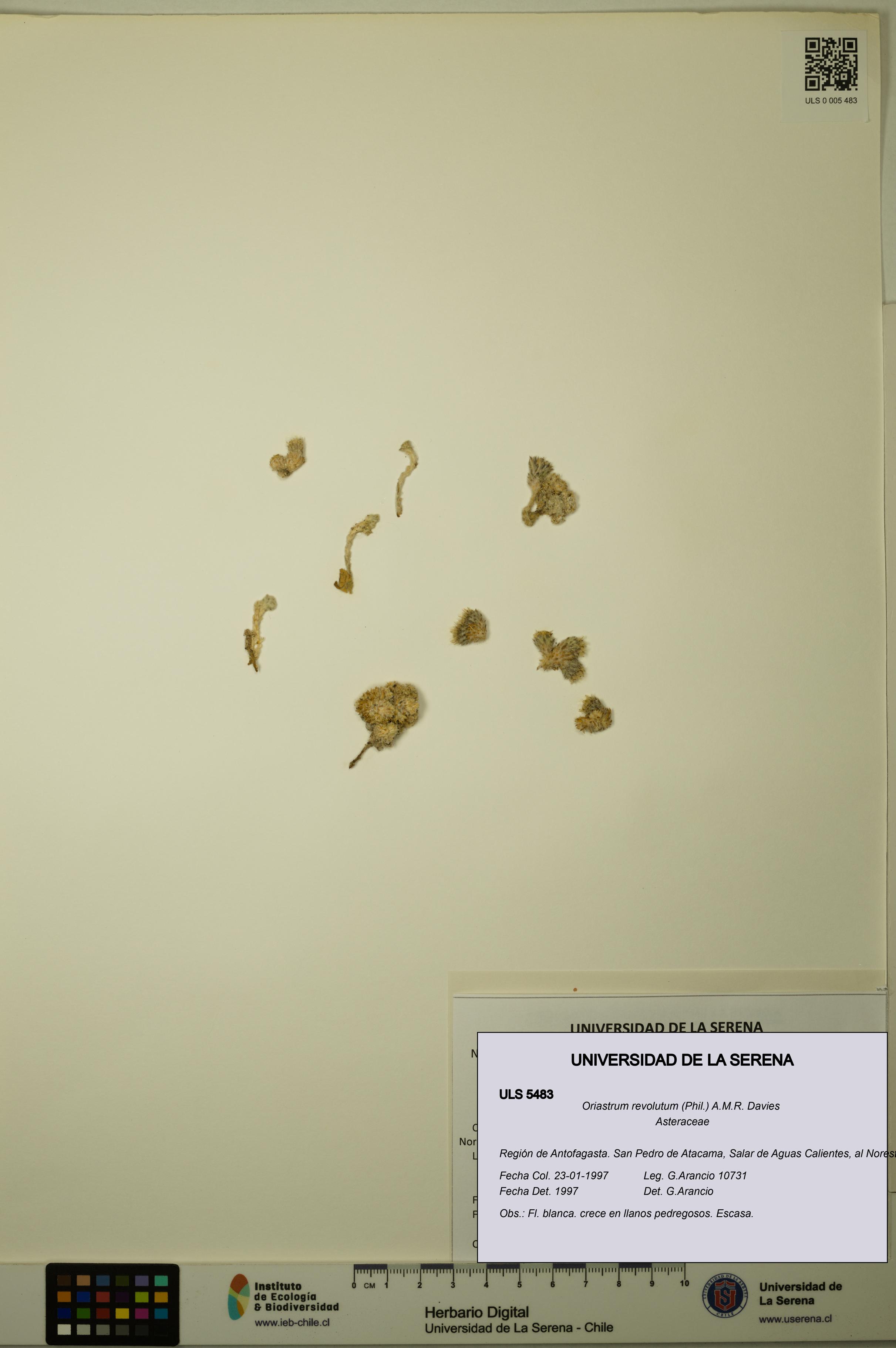 Oriastrum revolutum [Espécimen: ULS:ULS:0005483]