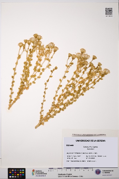 Senecio hirtus [Espécimen: ULS:ULS:0005488]