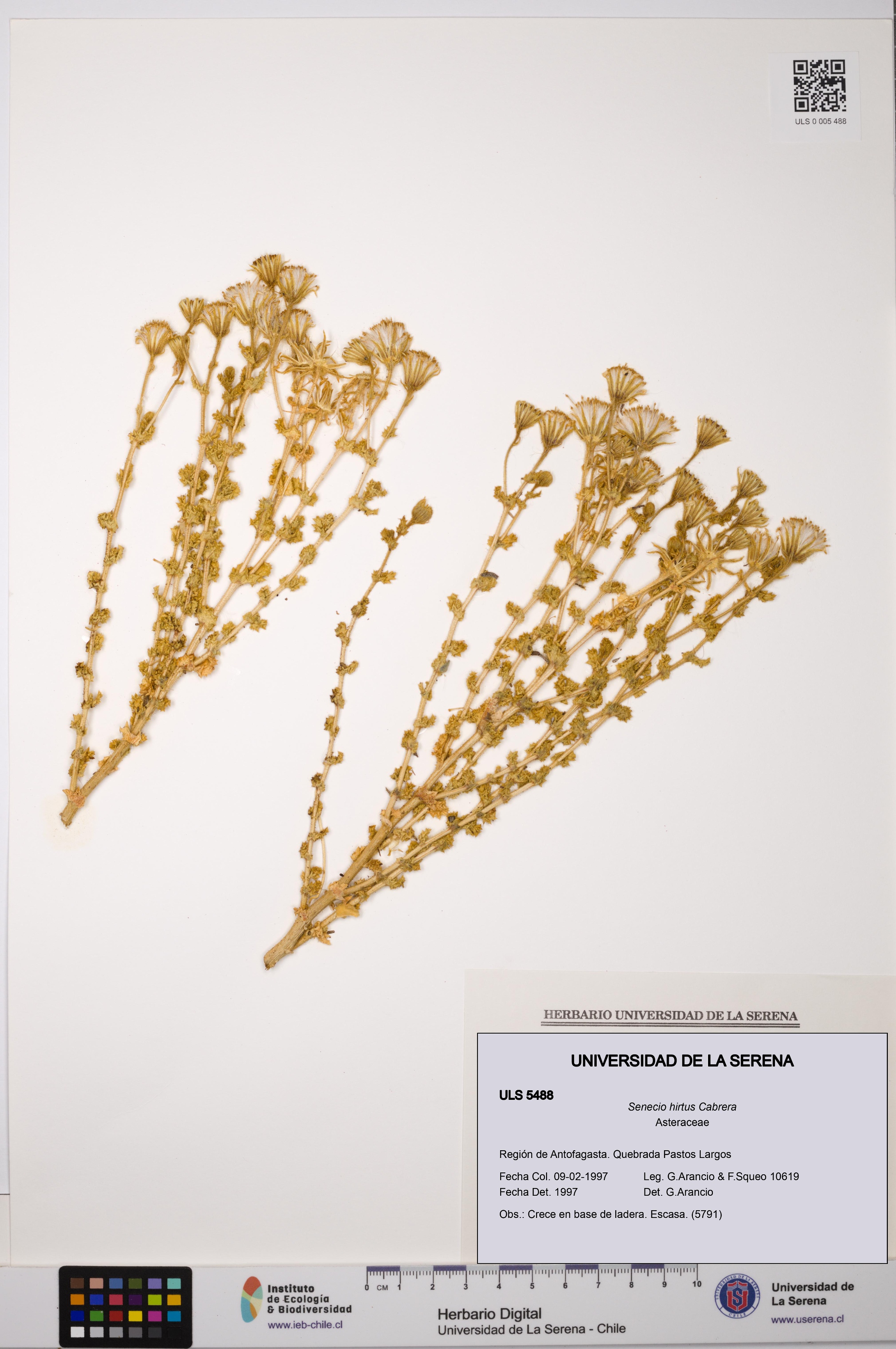 Senecio hirtus [Espécimen: ULS:ULS:0005488]