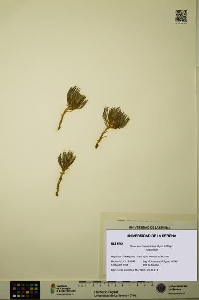 Senecio scorzonerifolius [Espécimen: ULS:ULS:0005513]