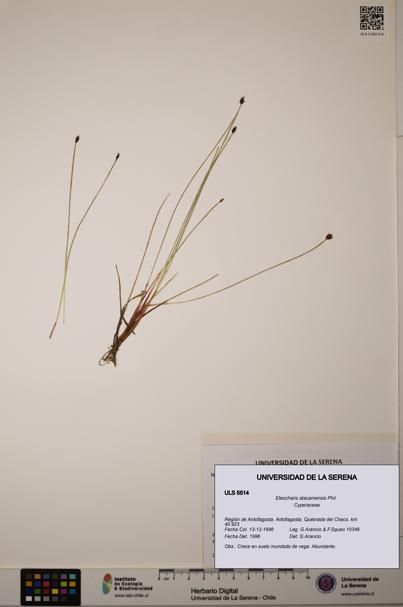 Eleocharis atacamensis [Espécimen: ULS:ULS:0005514]