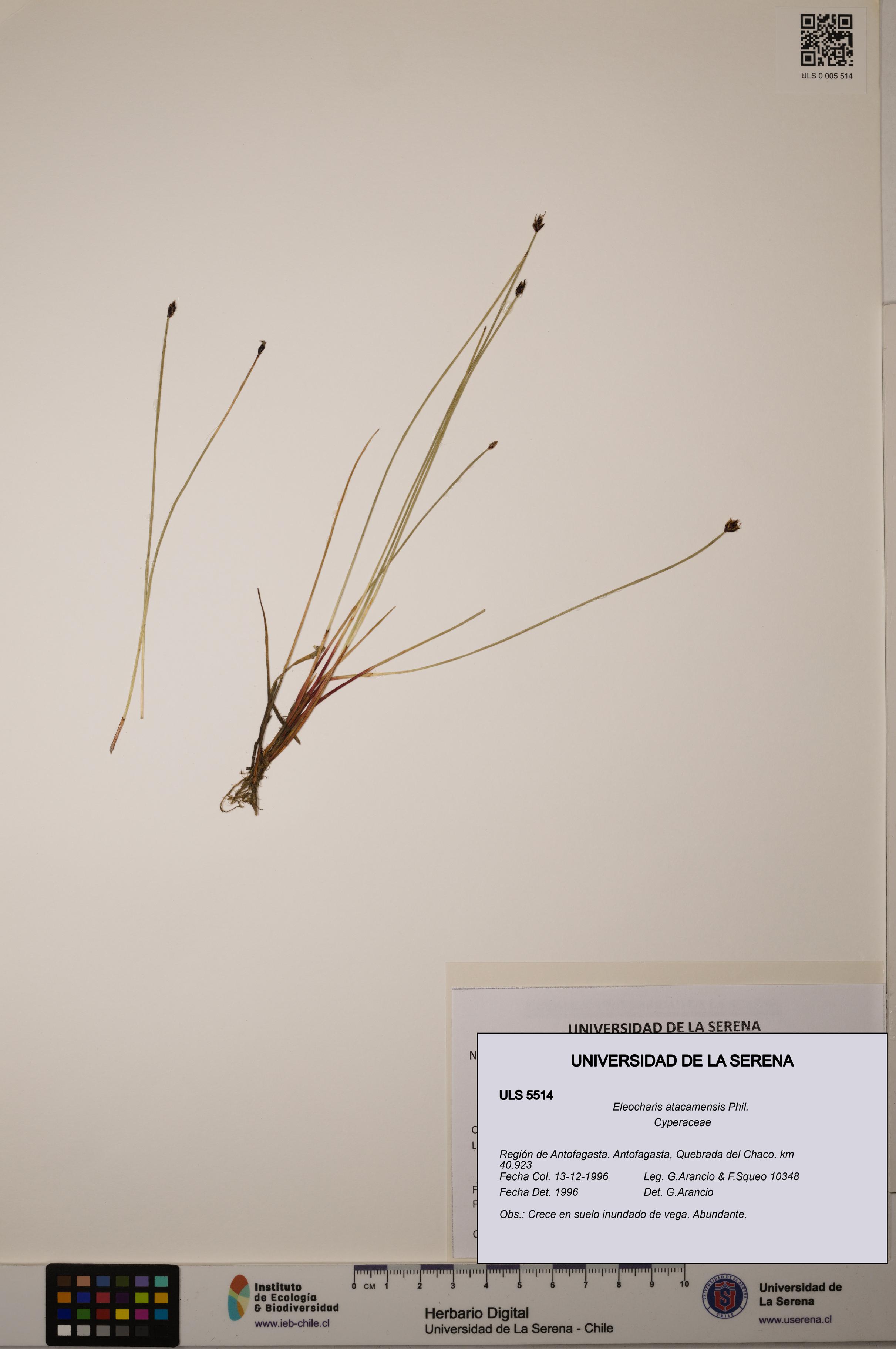 Eleocharis atacamensis [Espécimen: ULS:ULS:0005514]