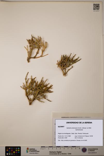 Ephedra americana [Espécimen: ULS:ULS:0005517]