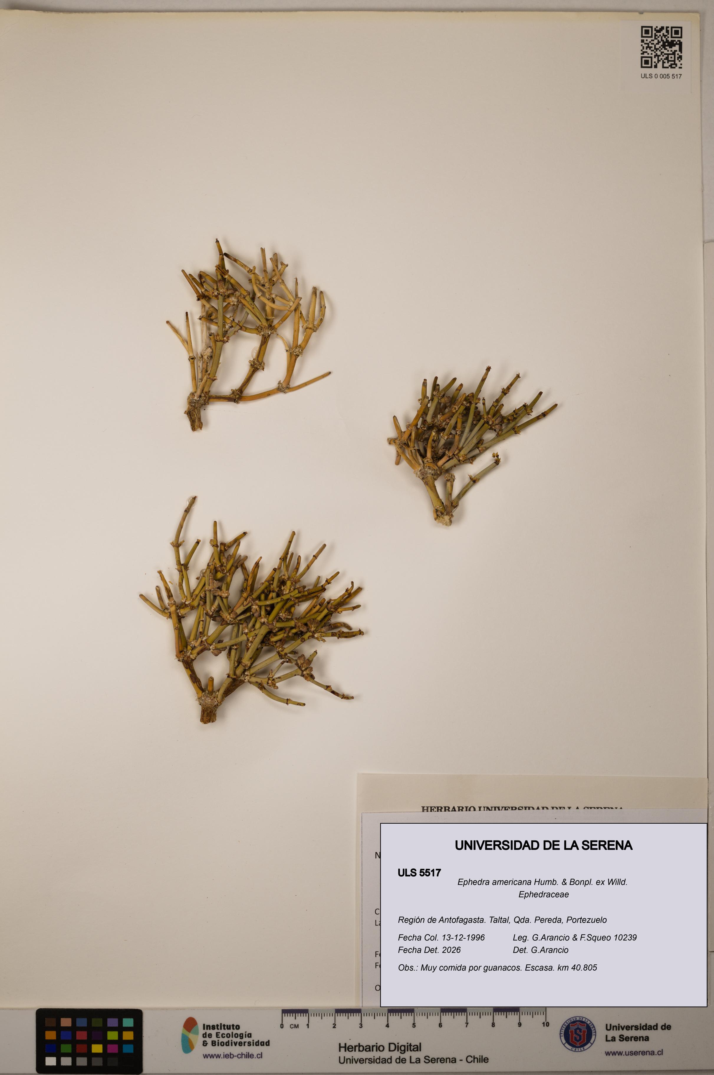 Ephedra americana [Espécimen: ULS:ULS:0005517]
