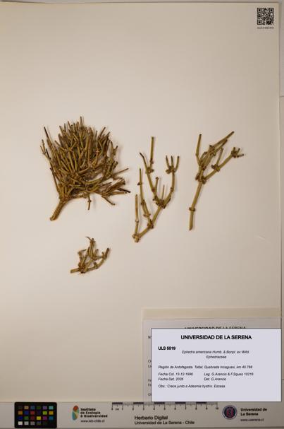 Ephedra americana [Espécimen: ULS:ULS:0005519]