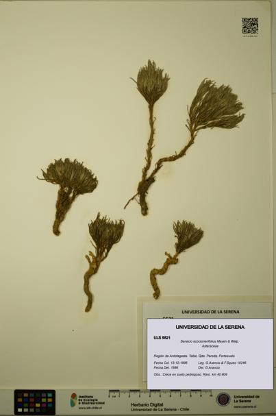 Senecio scorzonerifolius [Espécimen: ULS:ULS:0005521]