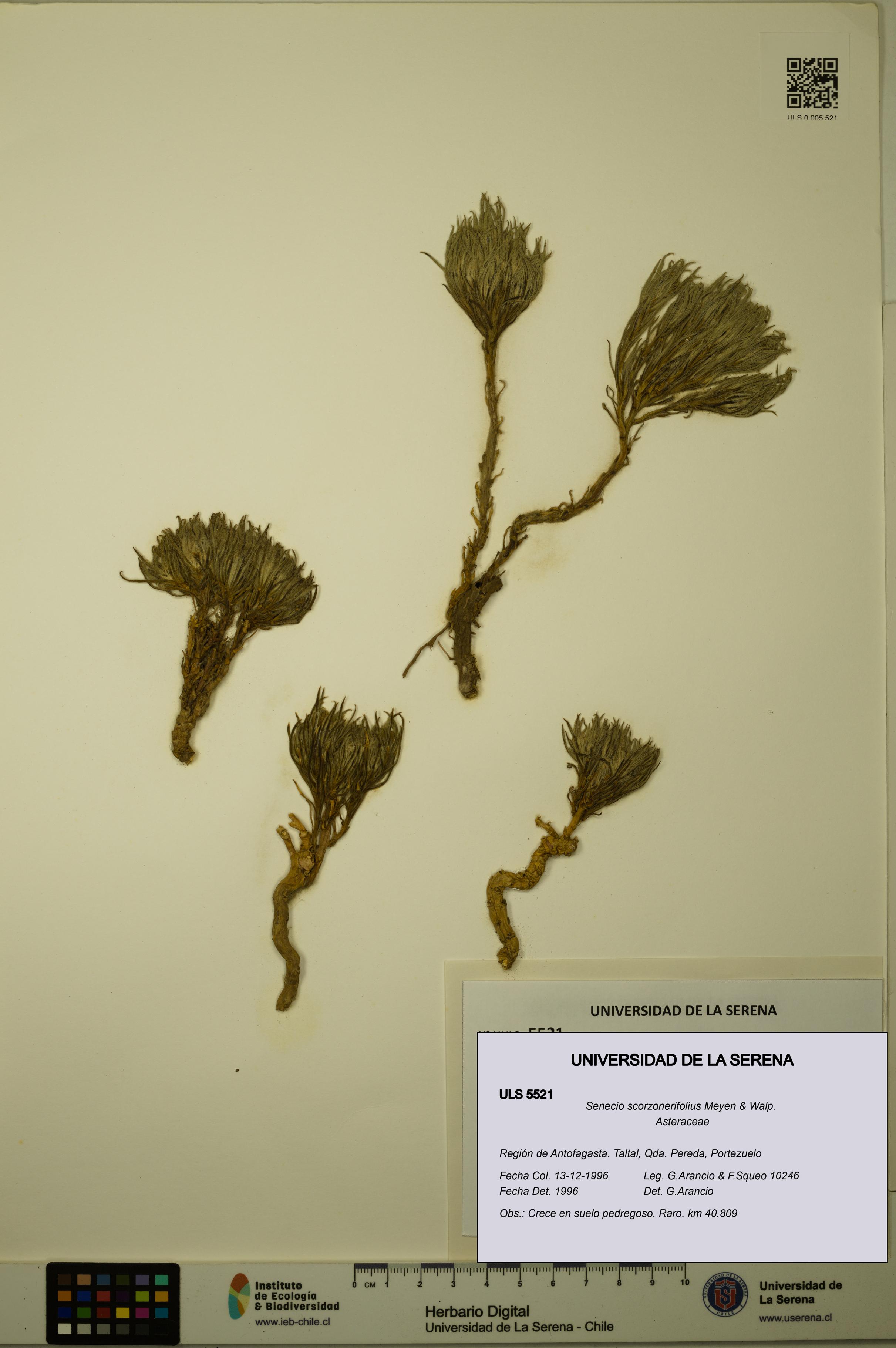 Senecio scorzonerifolius [Espécimen: ULS:ULS:0005521]