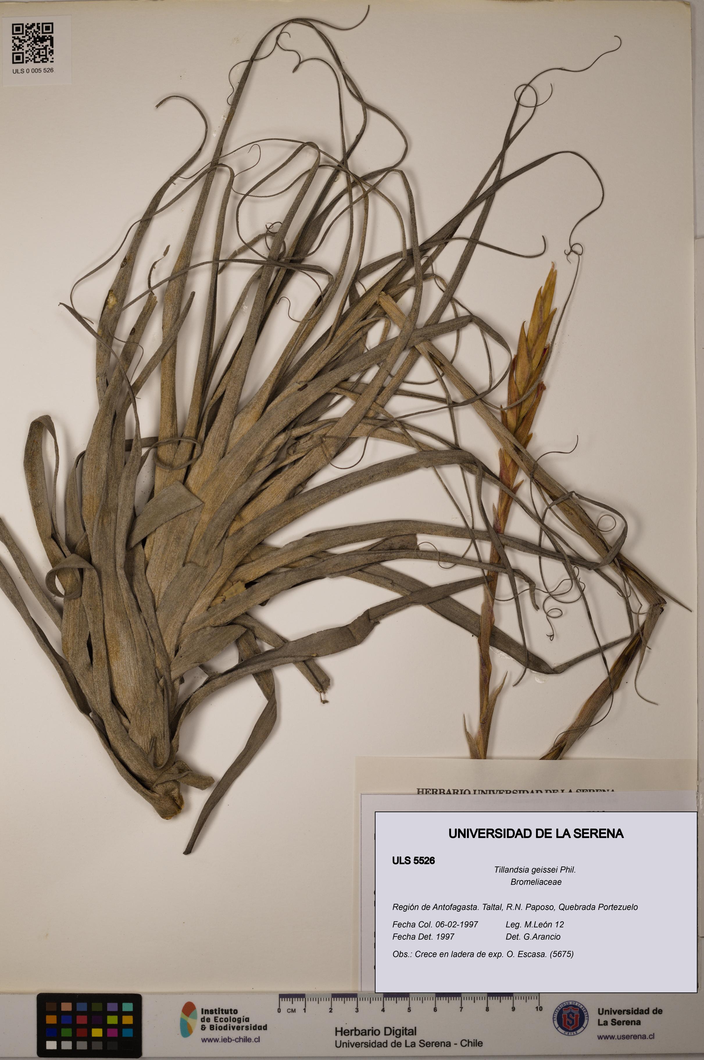 Tillandsia geissei [Espécimen: ULS:ULS:0005526]