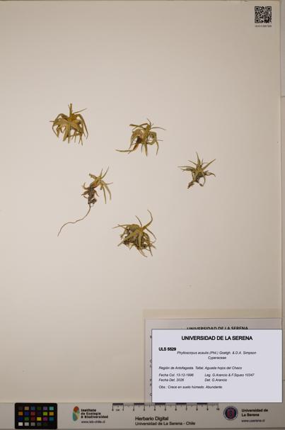 Phylloscirpus acaulis [Espécimen: ULS:ULS:0005529]