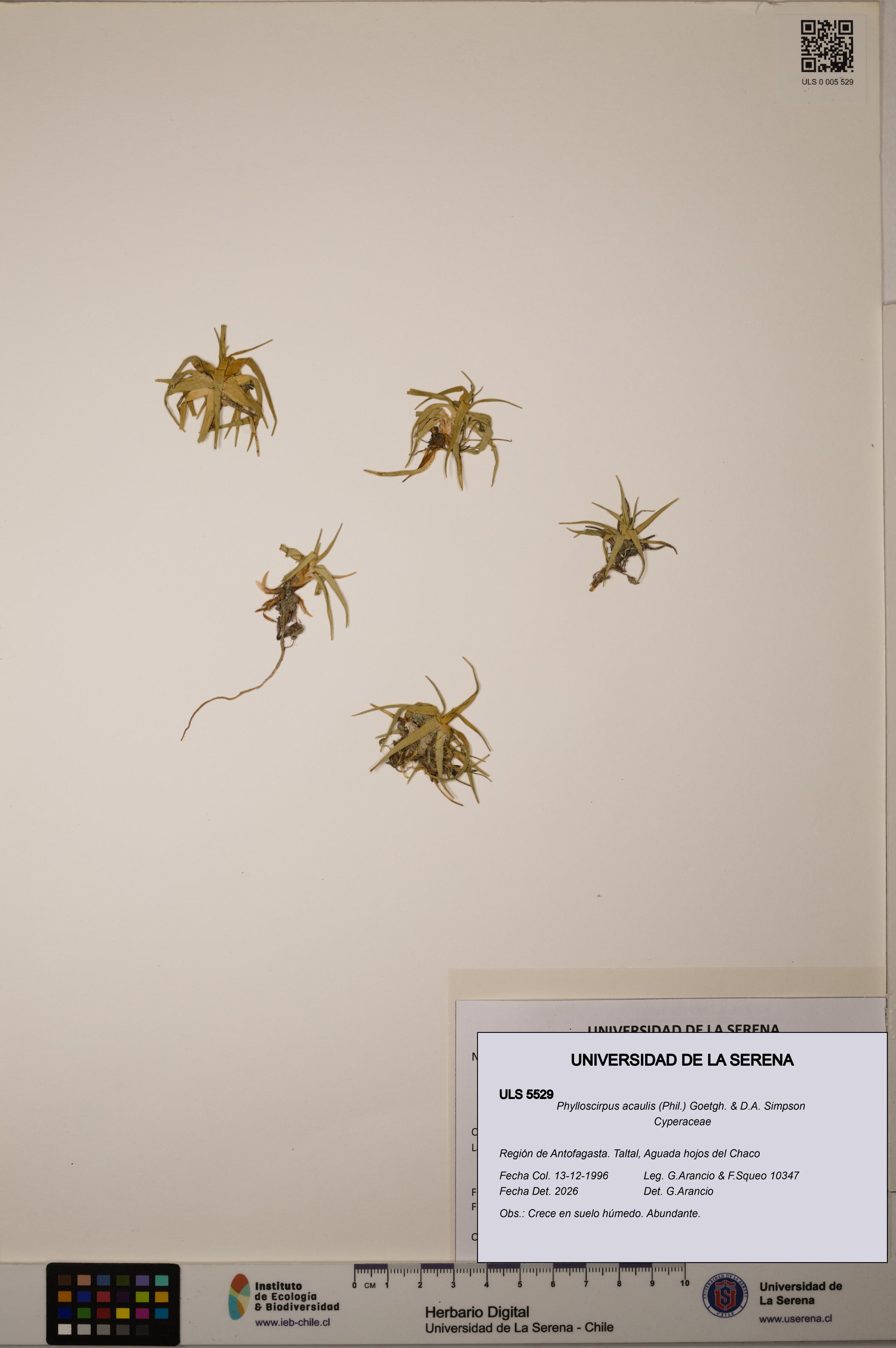 Phylloscirpus acaulis [Espécimen: ULS:ULS:0005529]