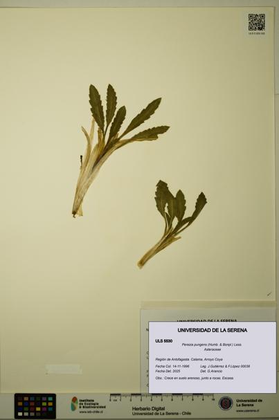 Perezia pungens [Espécimen: ULS:ULS:0005530]