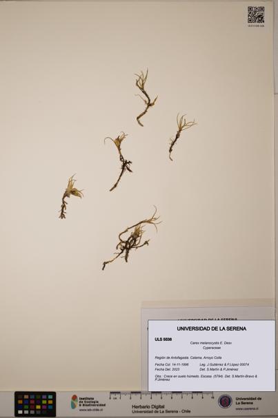 Carex melanocystis [Espécimen: ULS:ULS:0005538]