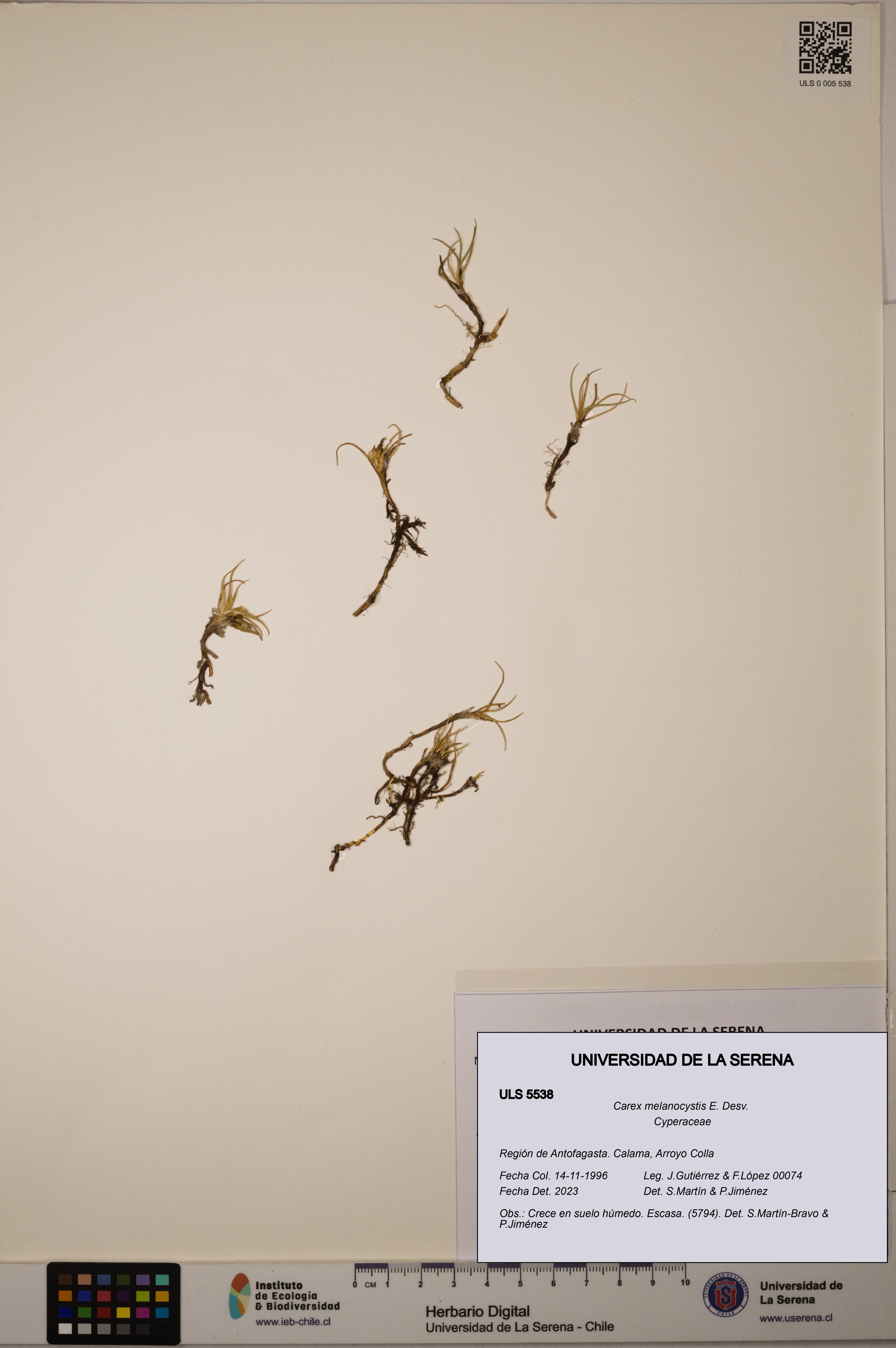 Carex melanocystis [Espécimen: ULS:ULS:0005538]