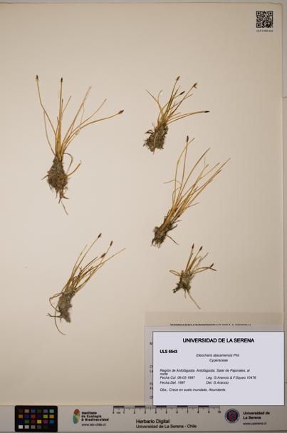 Eleocharis atacamensis [Espécimen: ULS:ULS:0005543]