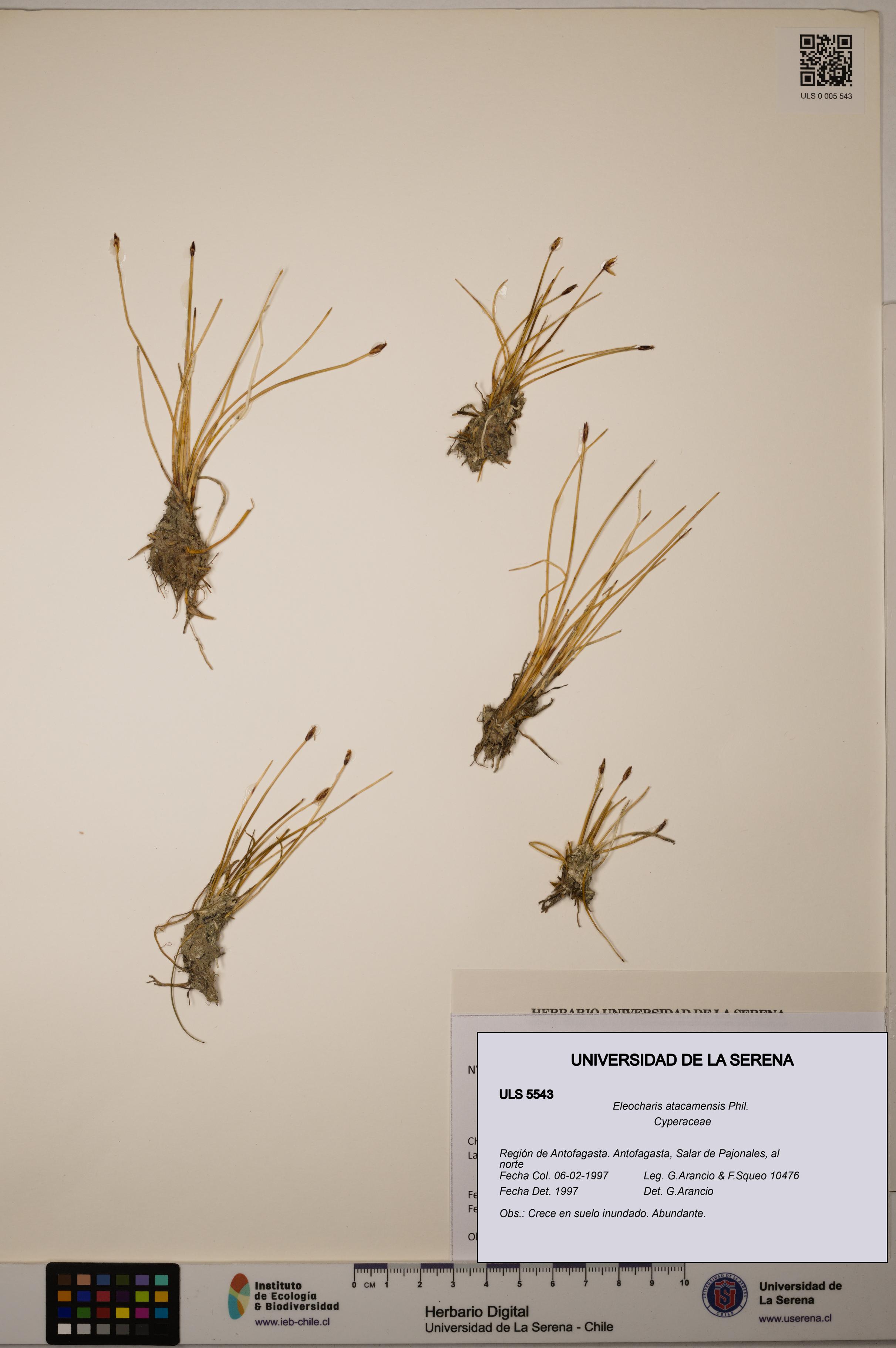 Eleocharis atacamensis [Espécimen: ULS:ULS:0005543]