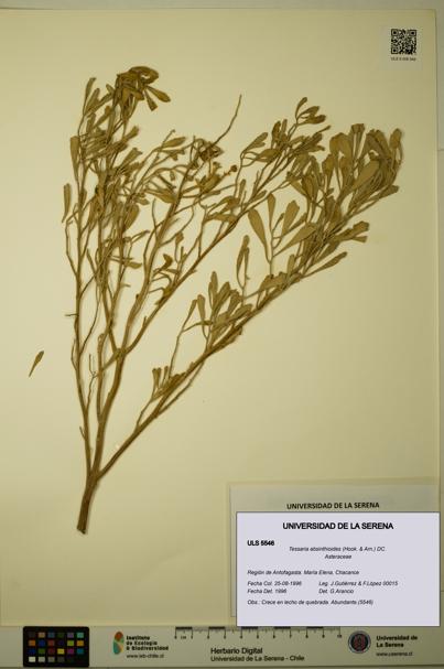 Tessaria absinthioides [Espécimen: ULS:ULS:0005546]