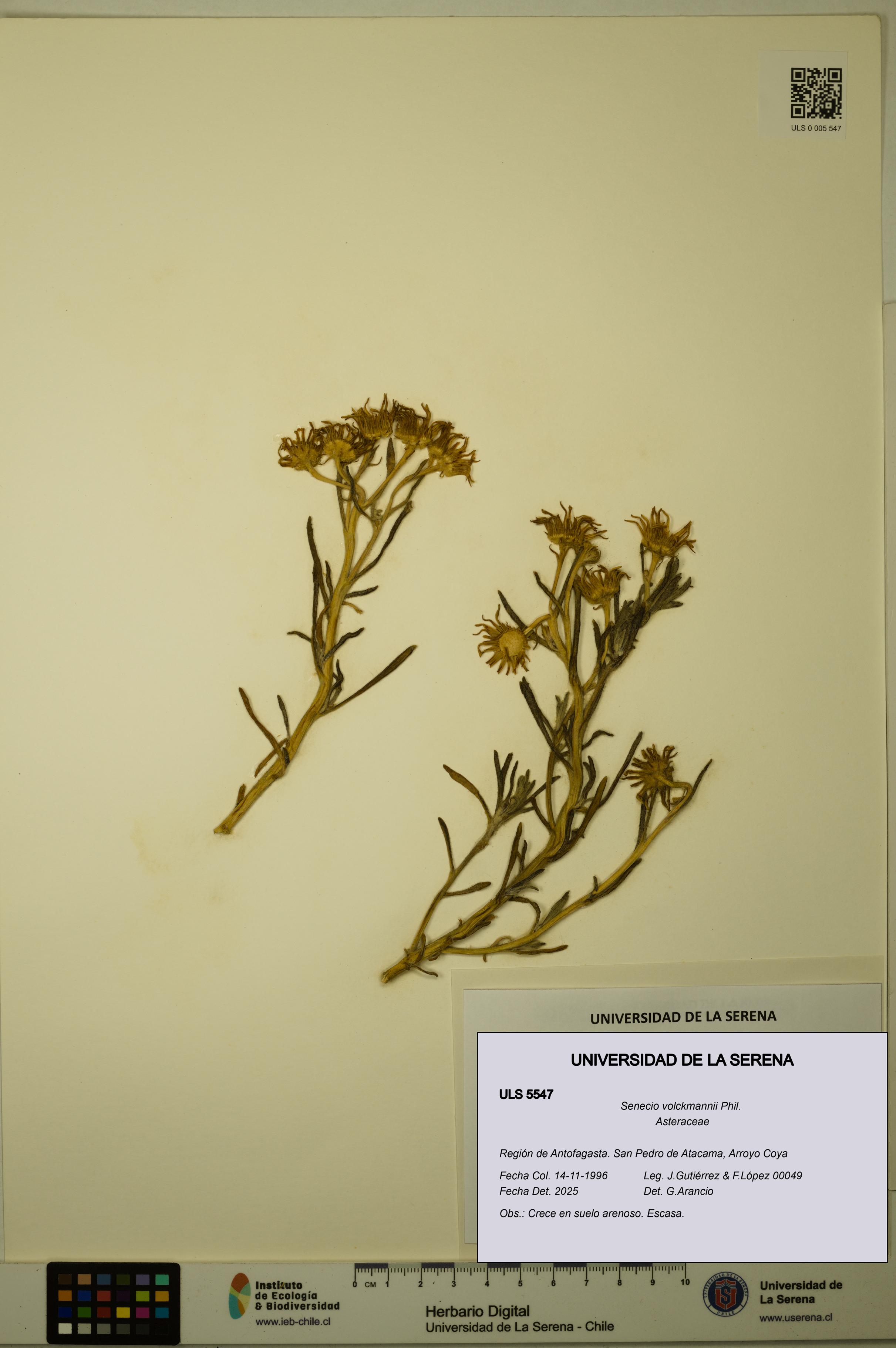 Senecio volckmannii [Espécimen: ULS:ULS:0005547]