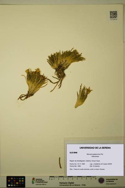 Werneria glaberrima [Espécimen: ULS:ULS:0005548]