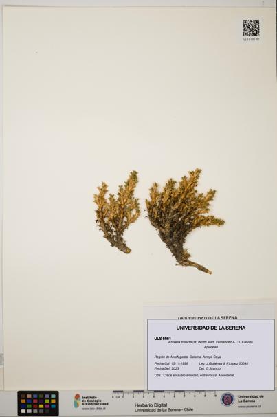 Azorella trisecta [Espécimen: ]