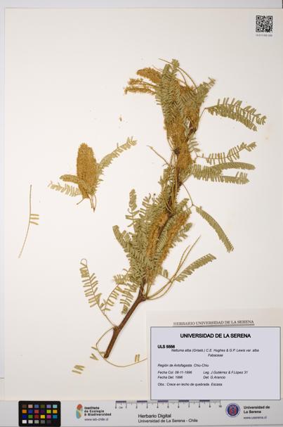 Neltuma alba var. alba [Espécimen: ULS:ULS:0005556]