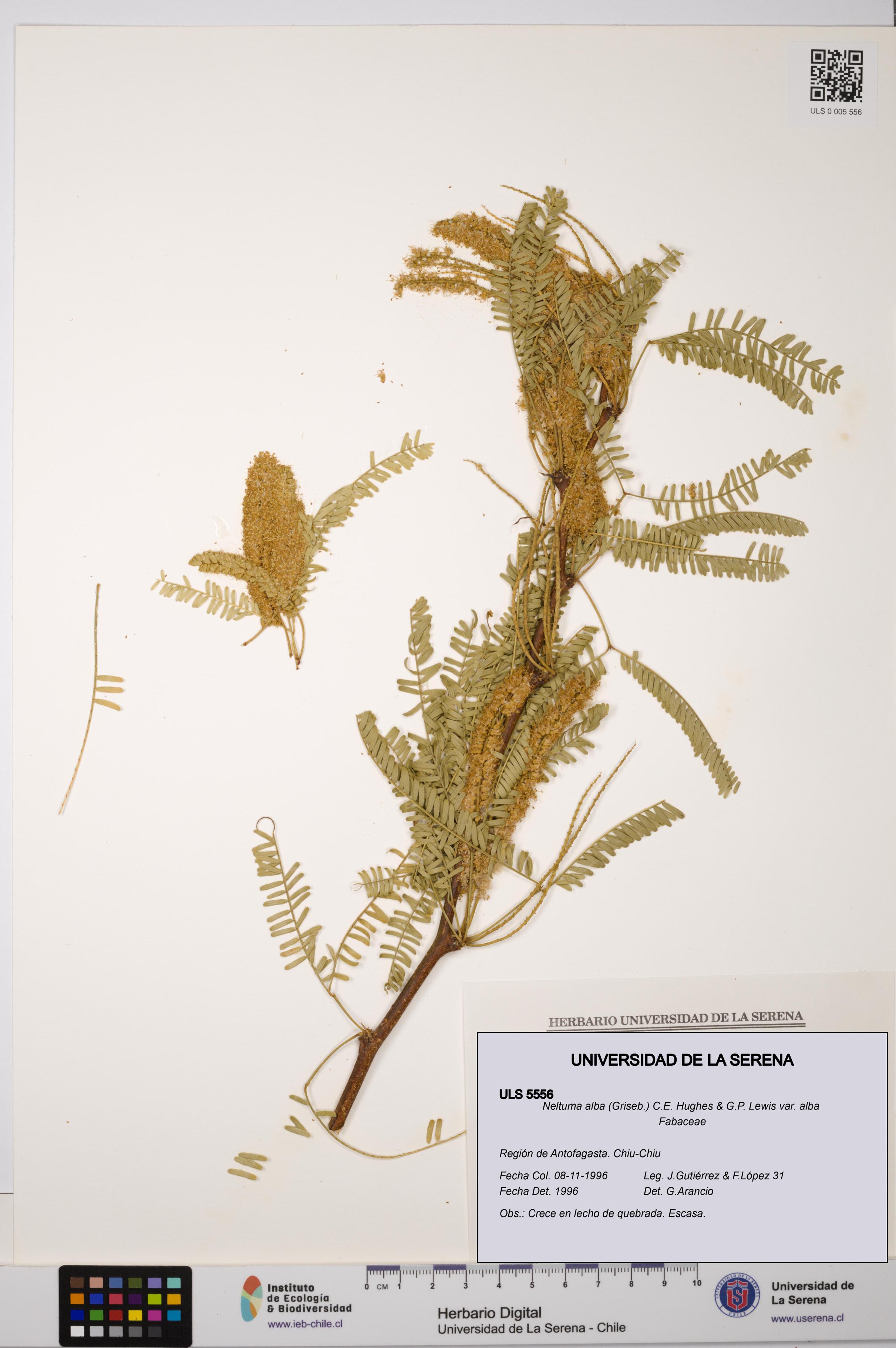 Neltuma alba var. alba [Espécimen: ULS:ULS:0005556]
