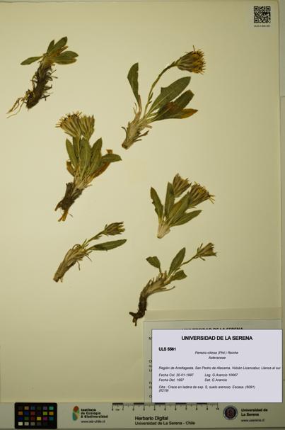 Perezia ciliosa [Espécimen: ULS:ULS:0005561]