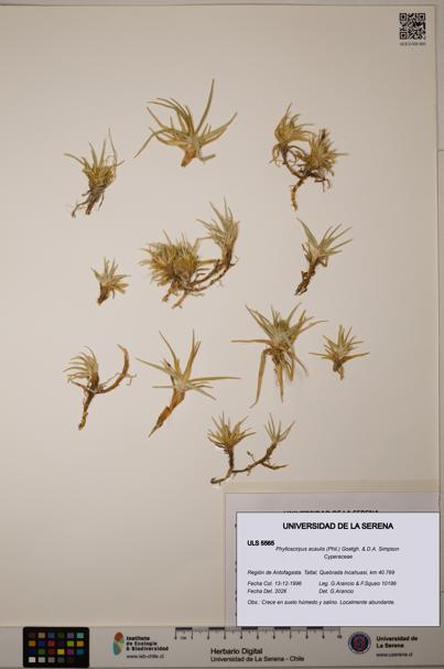 Phylloscirpus acaulis [Espécimen: ULS:ULS:0005565]