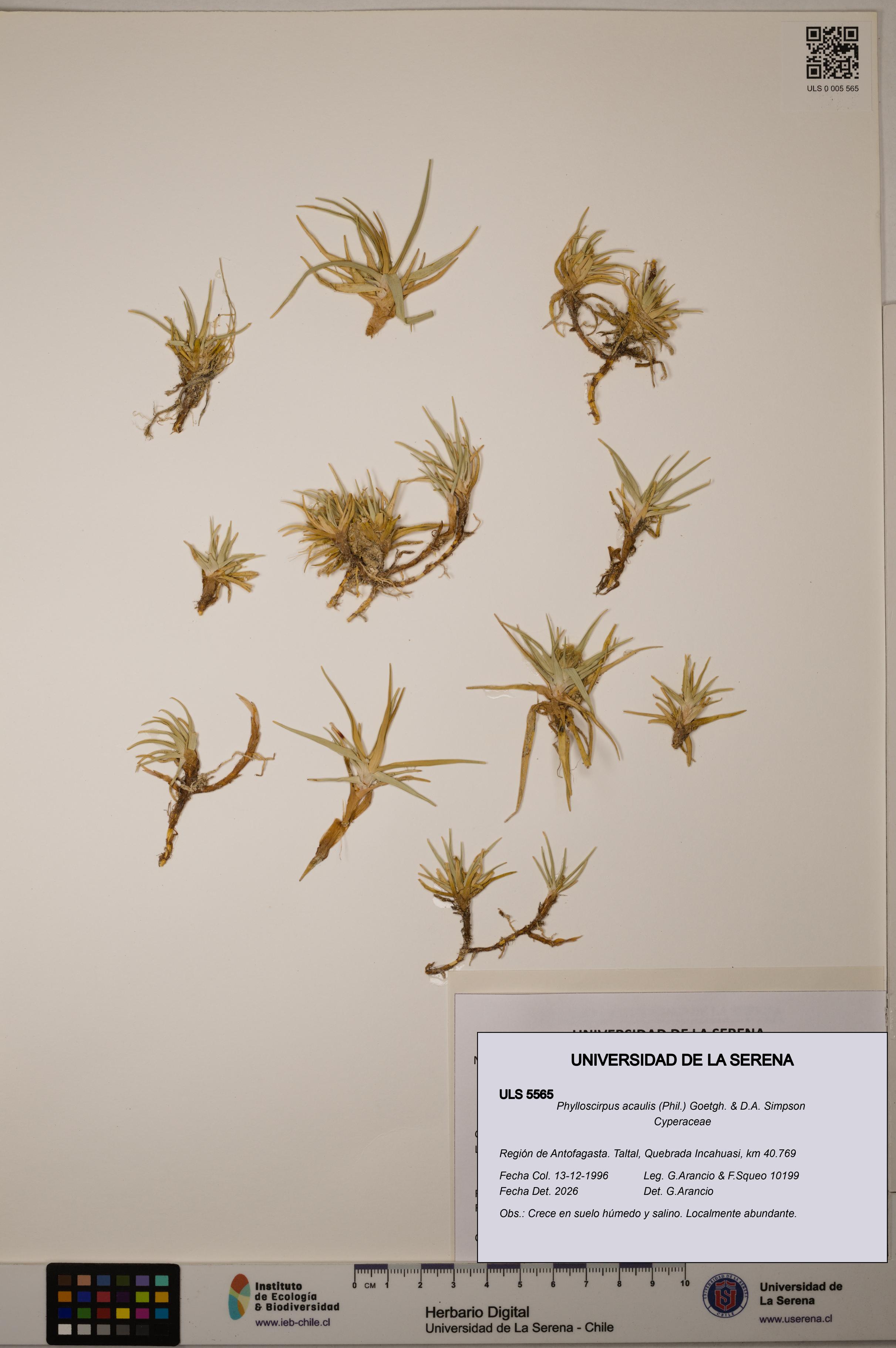 Phylloscirpus acaulis [Espécimen: ULS:ULS:0005565]