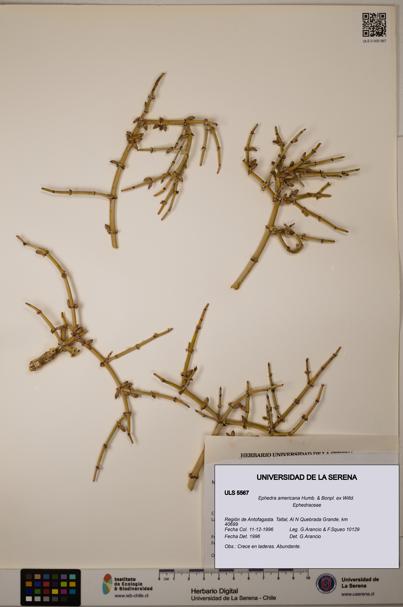 Ephedra americana [Espécimen: ULS:ULS:0005567]