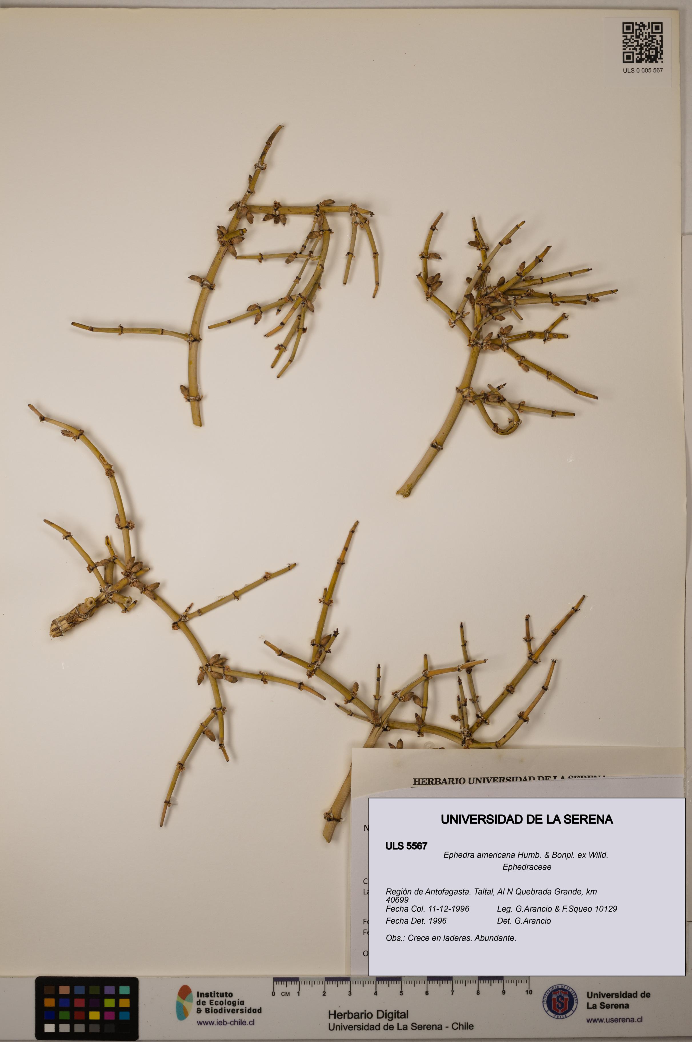Ephedra americana [Espécimen: ULS:ULS:0005567]