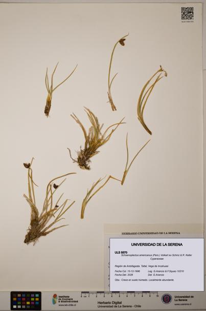 Schoenoplectus americanus [Espécimen: ]