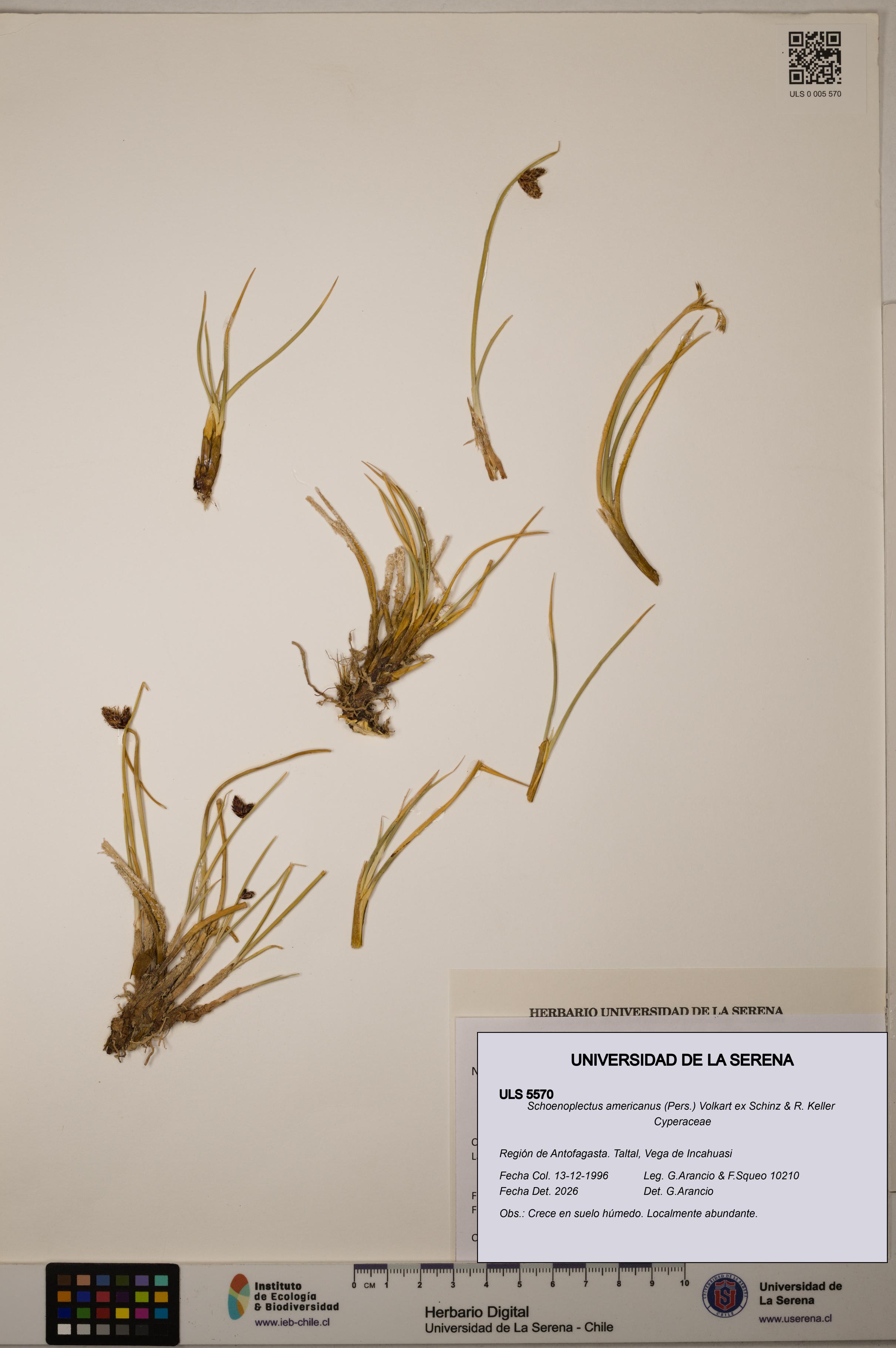 Schoenoplectus americanus [Espécimen: ]
