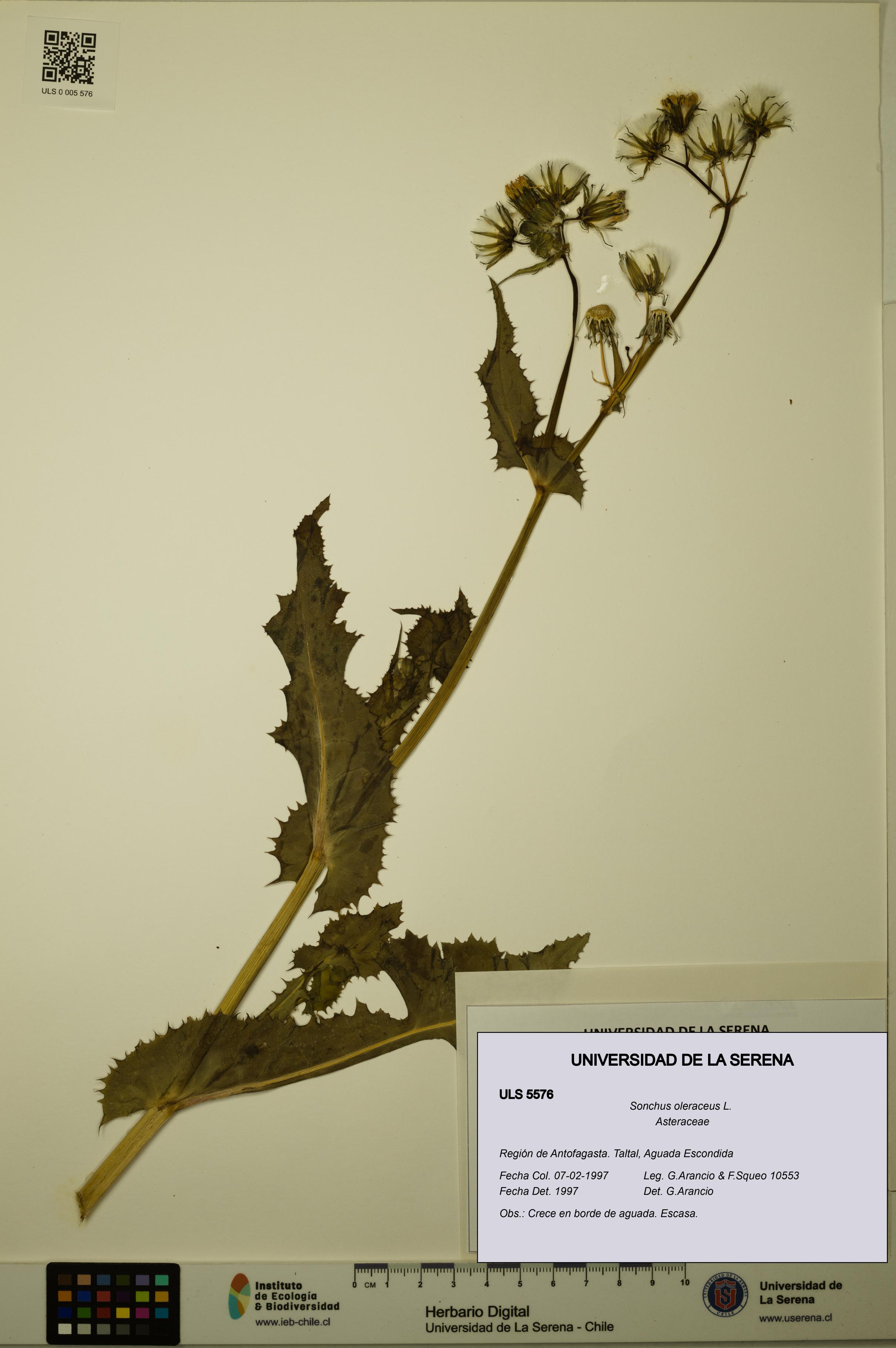 Sonchus oleraceus [Espécimen: ULS:ULS:0005576]