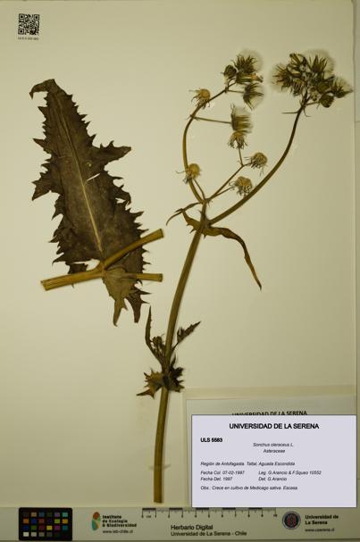 Sonchus oleraceus [Espécimen: ULS:ULS:0005583]
