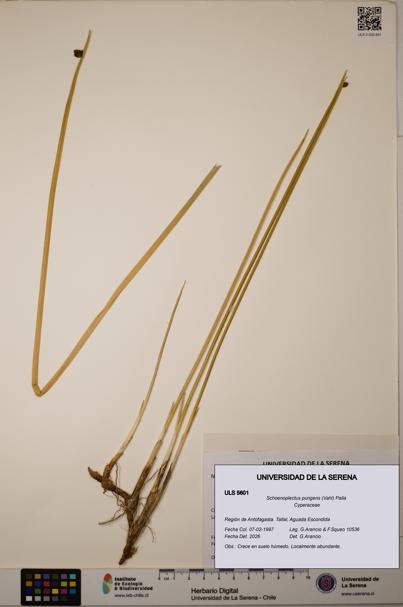 Schoenoplectus pungens [Espécimen: ]