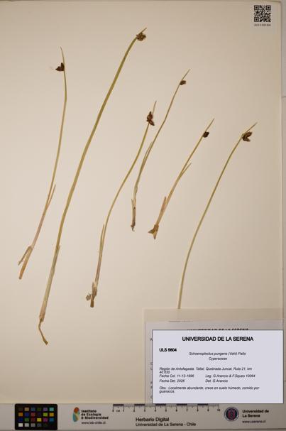 Schoenoplectus pungens [Espécimen: ]