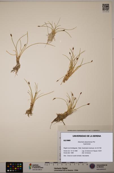 Eleocharis atacamensis [Espécimen: ULS:ULS:0005605]