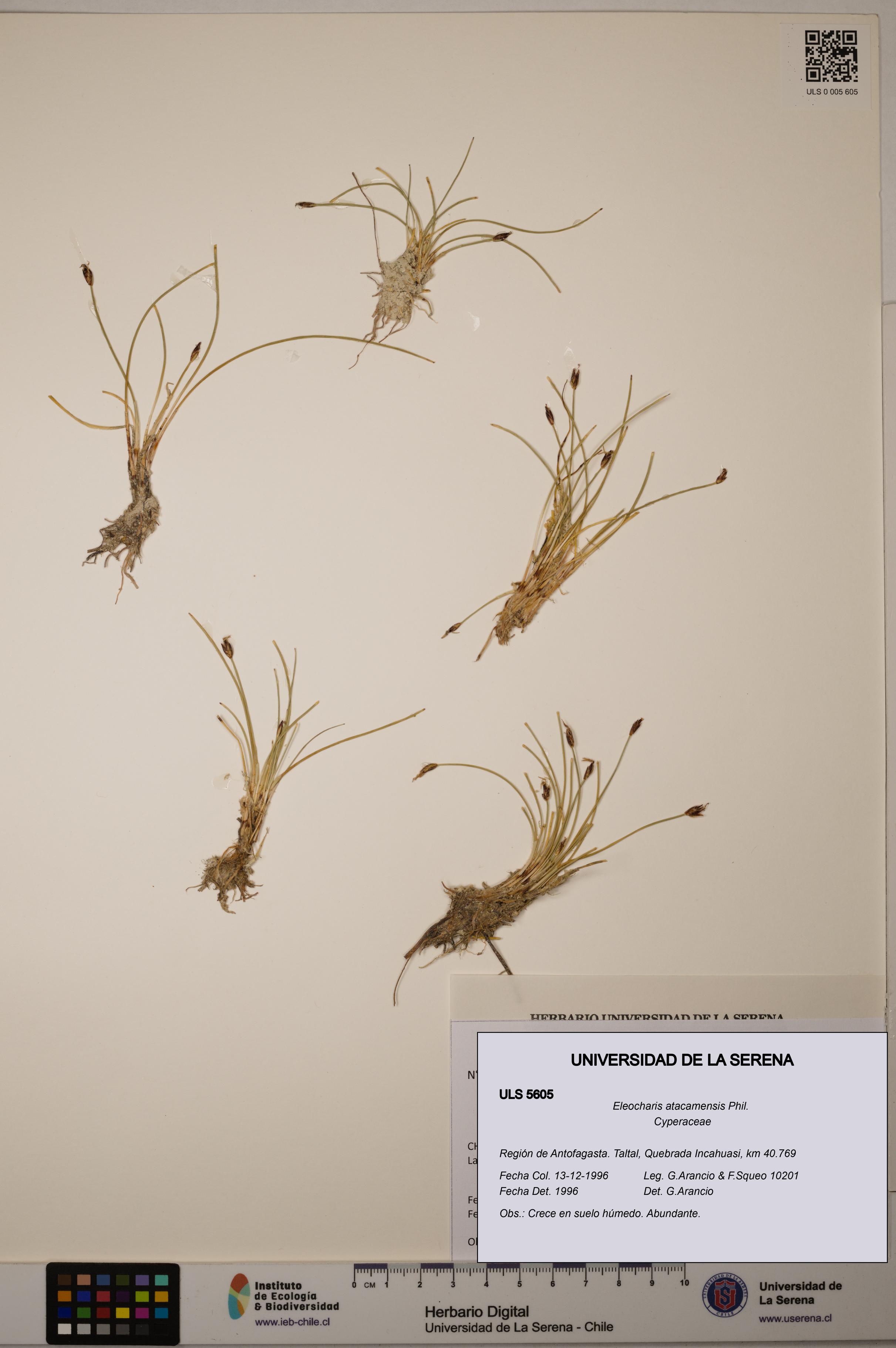 Eleocharis atacamensis [Espécimen: ULS:ULS:0005605]